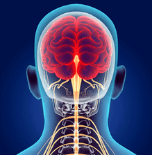illustration of the nerve canals of the cervical spine